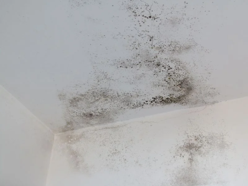 Moisissures mur et plafond - Expert humidité