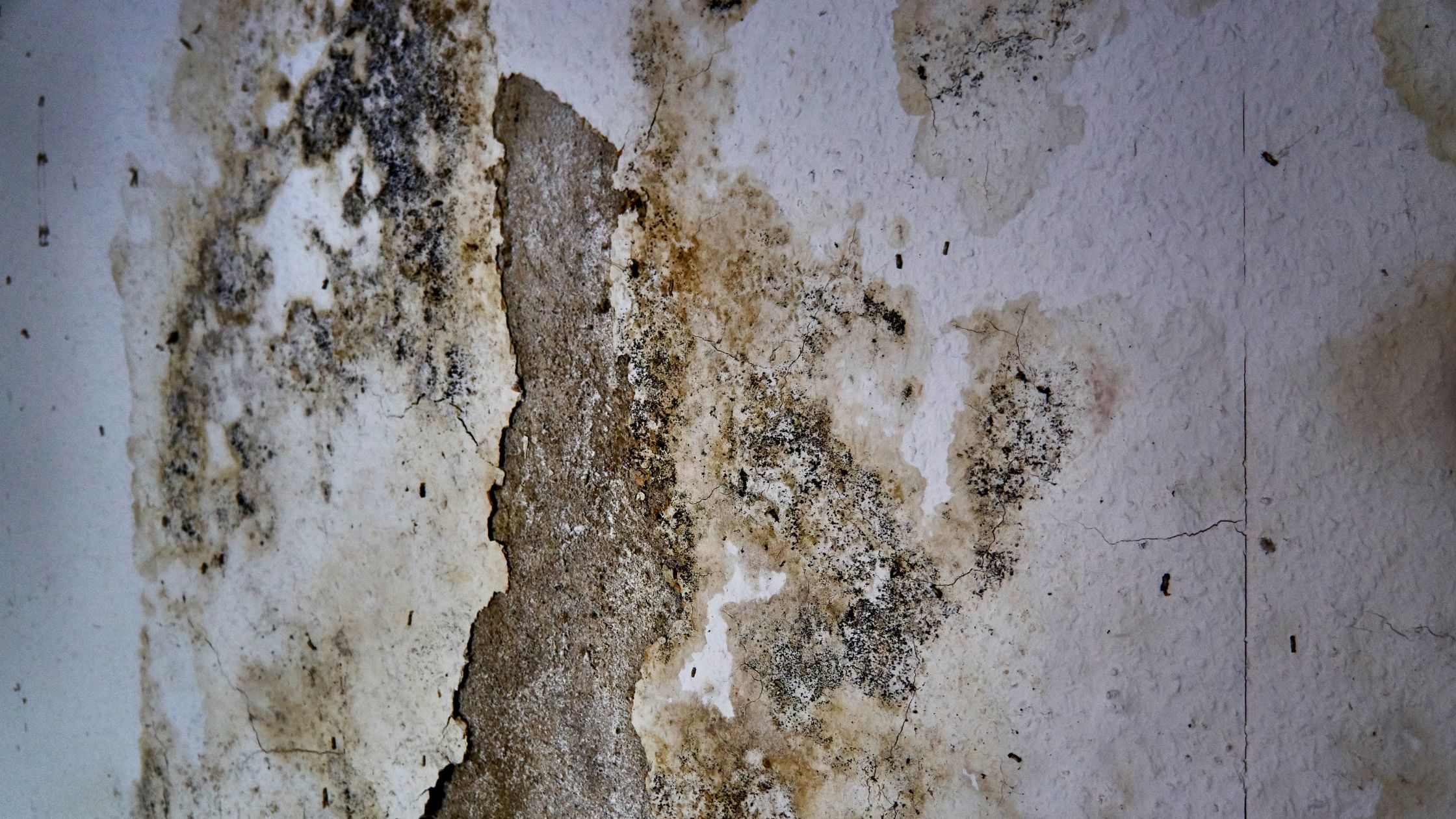 Humidité maison - moisissures mur